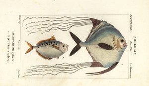 Pompano africano, Alectis ciliaris, Blepharis ciliaris, Blefaride ciliare 1 e pônei, Poulain ruse, Leiognathus equulus 2 de Corsi Corsi