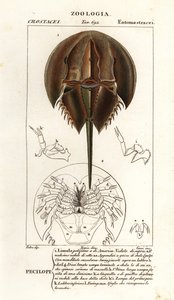 Caranguejo-ferradura do Atlântico, Limulus polyphemus
