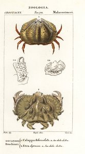 Caranguejo de caixa e caranguejo de Aethra de Corsi Corsi