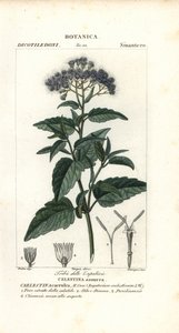Nevoeiro borboleta, Ageratum corymbosum de Corsi Corsi