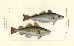 Bacalhau, Gadus morhua, Baccala 1 e badejo, Merlangius merlangus, Merlango comune 2 de Corsi Corsi