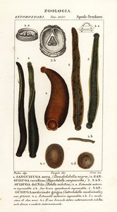 sanguessuga negra comum, Hirudo verbana, var