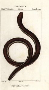 Caeciliano de banda amarela comum, Ichthyophis glutinosus de Corsi Corsi