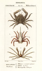 Caranguejo-pega-coral, caranguejo-flecha e caranguejo-aranha de Leach de Corsi Corsi