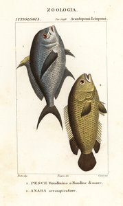 Peixe de barragens, cromis chromis 1, e poleiro trepador, Anabas testudineus 2 de Corsi Corsi