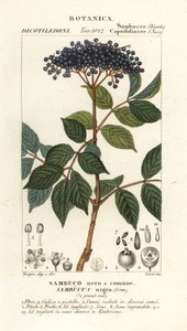 Sabugueiro preto europeu, Sambucus nigra, sabugueiro preto ou comum de Corsi Corsi