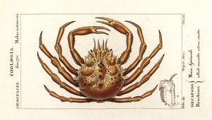 Caranguejo-aranha europeu, Maja squinado