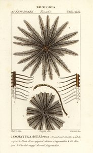 Crinoide de estrela de penas, Oligometrides adeonae, Comatula adeonae, Comatula dellAdeona de Corsi Corsi