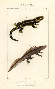 Salamandra de fogo, Salamandra salamandra 1, e salamandra de crista grande, Triturus cristatus (criticamente em perigo) 2