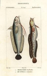Forkbeard, Phycis phycis 1 e fivebeard rockling, Ciliata mustela de Corsi Corsi