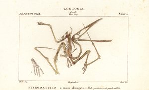 Esqueleto fóssil de um pterodáctilo extinto, Pterodactylus antiquus