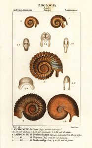 Fósseis de espécies extintas de amonite de Corsi Corsi