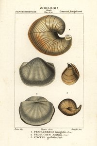 Fósseis de conchas de lâmpadas extintas de Corsi Corsi