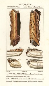 Fósseis de moluscos extintos de Corsi Corsi