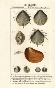 Fósseis de vieiras extintas de Corsi Corsi