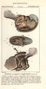 Grande polvo de argonauta, Argonauta argo