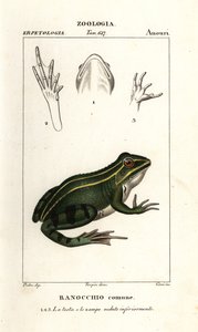 Sapo verde, Pelophylax kl esculentus de Corsi Corsi