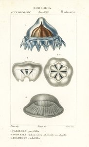 Água-viva de capacete, Periphylla periphylla 1, Phorcynia cudonoidea 2 e Eulimene ciclophylla 3