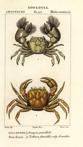 Hemigrapsus penicillatus e Potamon fluviatil de Corsi Corsi