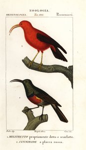 Iiwi e maior sunbird de colarinho duplo de Corsi Corsi