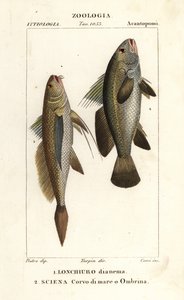 Corvina de cauda longa, Lonchurus lanceolatus 1 e corvina, corvina, robalo, peixe-sombra, Argyrosomus regius 2 de Corsi Corsi