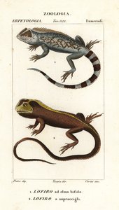 Lagarto Lyreshead, Lyriocephalus scutatus 1 e lagarto mergulhador ou iguana mophead, Uranoscodon superciliosus 2 de Corsi Corsi