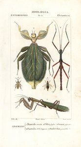 Louva-a-Deus, insecto da folha, insecto do pau, etc de Corsi Corsi