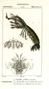 Camarão Mantis, Gonodactylus chiragra de Corsi Corsi