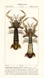 Camarão louva-a-deus, Lysiosquilla scabricauda de Corsi Corsi