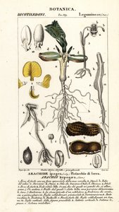 Amendoim ou amendoim, Arachis hypogaea de Corsi Corsi