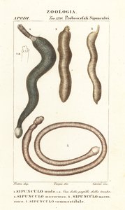 Vermes de amendoim, Sipunculus nudus 1, Siphonosoma cumanense 4, etc de Corsi Corsi