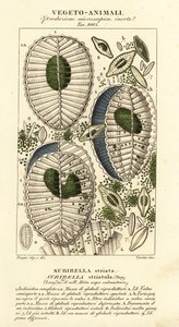 Plâncton, Surirella striatula, Surirella striata de Corsi Corsi