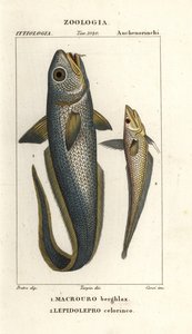 Granadeiro de cabeça áspera ou granadeiro olho de cebola, Macrourus berglax 1 e granadeiro de focinho oco, Coelorhynchus caelorhincus (Lepidoleprus coelorhinchus) 2