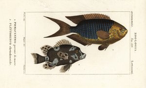 Sapphire donzela, Pomacentrus pavo, pavone di mare 1, e sweetlips arlequim, Plectorhinchus chaetodonoides, Plettorinco chetodonoides 2 de Corsi Corsi