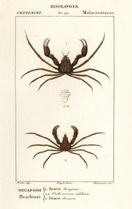 Caranguejo-aranha escorpião e caranguejo-aranha de Leach de Corsi Corsi