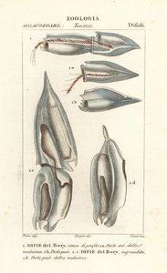 Sifonóforos, Diphyes dispar, Diphyes boryi, Difie del Bory de Corsi Corsi