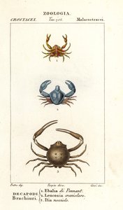Espécies de caranguejo