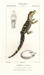 Jacaré de óculos e ovo eclodidor do crocodilo americano de Corsi Corsi