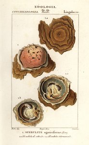 Esferulitos agariciformes de Corsi Corsi