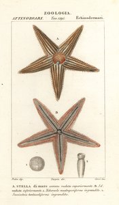Estrela do mar ou estrela do mar, Asterias rubens de Corsi Corsi