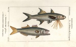 Threadfin listrado e anchova de Corsi Corsi