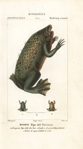 Sapo Suriname, Pipa pipa