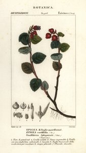Teaberry, Gaultheria domingensis de Corsi Corsi
