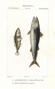 Sarda tricolor e cavala do Atlântico de Corsi Corsi
