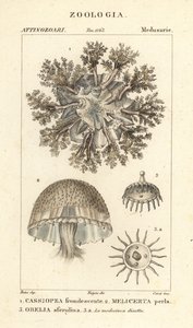 Água-viva de cabeça para baixo, Cassiopea frondosa 1, Melicertum espécies 2 e pólipo obelia 3 de Corsi Corsi