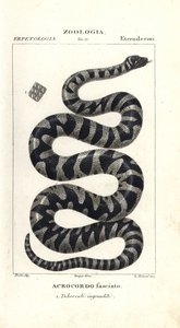 Cobra de verruga ou pequena cobra de arquivo, Acrochordus granulatus de Corsi Corsi