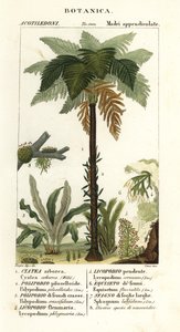 Samambaia da Índia Ocidental, Cyathea arborea, samambaia, Microgramma piloselloides 2, samambaia graciosa, Niphidium crassifolium 3, samambaia grossa, Huperzia phlegmaria 4, staghorn clubmoss, Lycopodiella cernua 5, rabo de cavalo de água de Corsi Corsi
