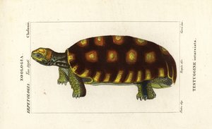 Tartaruga de pés amarelos ou tartaruga gigante brasileira, Chelonoidis denticulatus Testudo tabulata Testuginne intarsiata de Corsi Corsi
