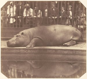 O hipopótamo no jardim zoológico, Regent&39;s Park de Count de Montizon