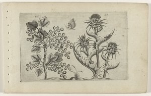 Aalbes em Mariadistel
Cognoscite lilia (título da série) de Crispijn van de Passe (I) (attributed to)